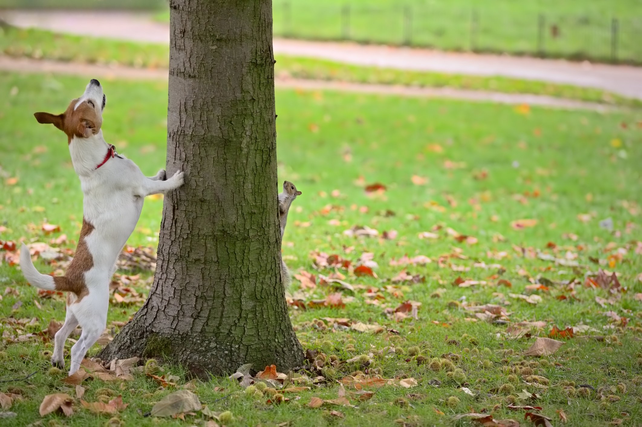 barking-up-the-wrong-tree